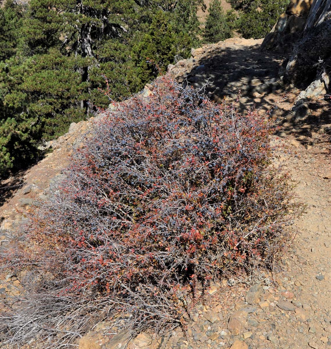 Image of Berberis cretica specimen.