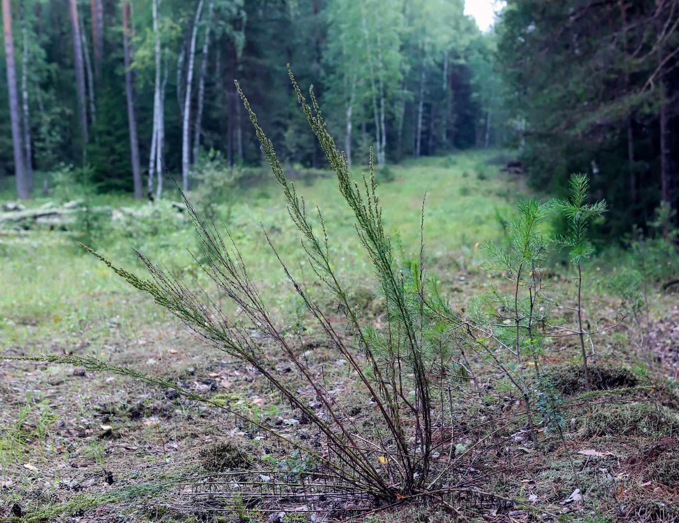 Image of Artemisia commutata specimen.