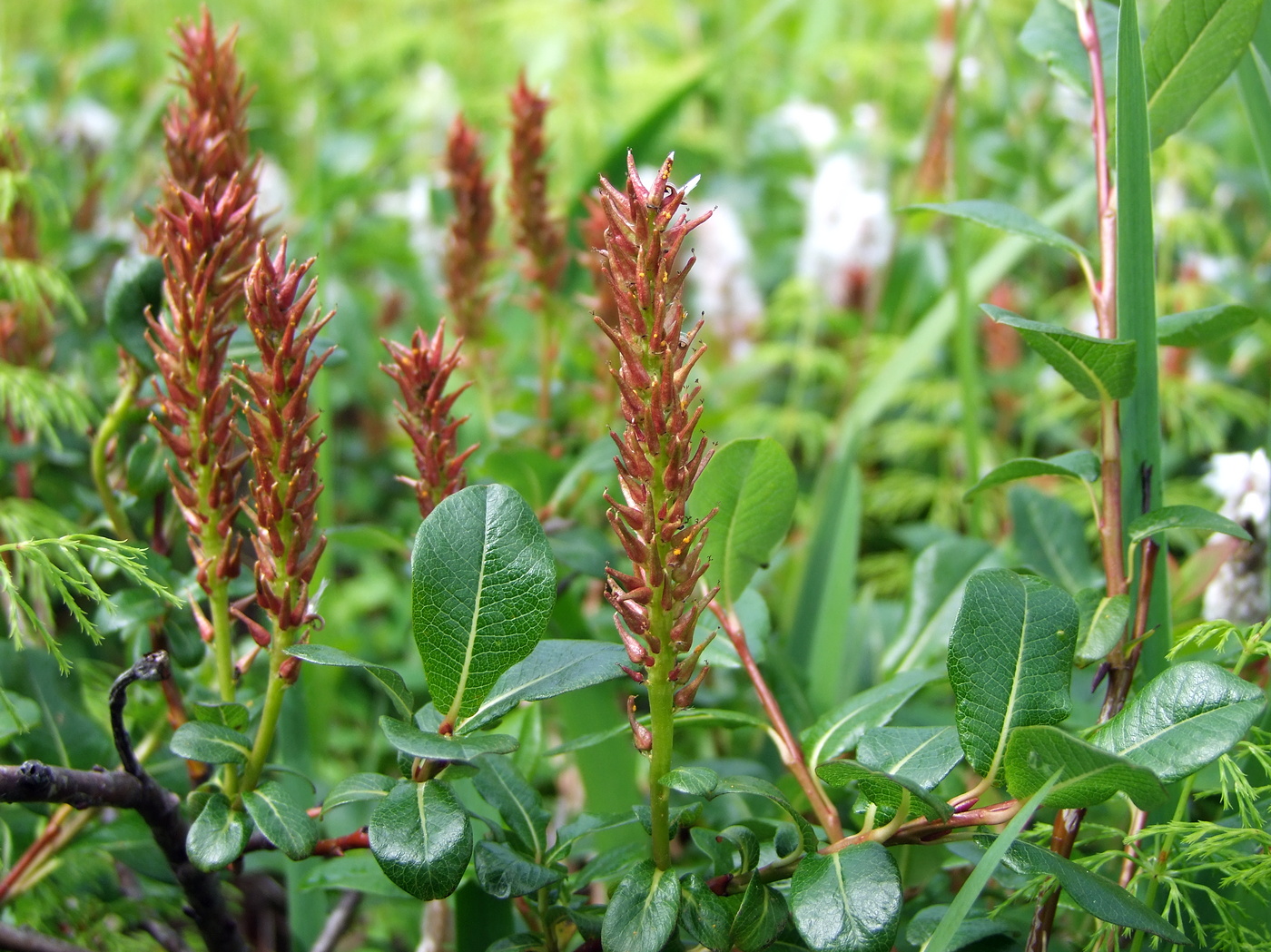 Image of Salix fuscescens specimen.