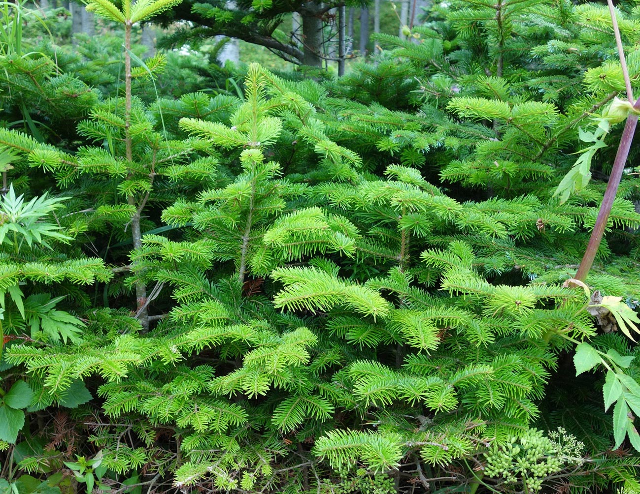 Изображение особи Picea ajanensis.