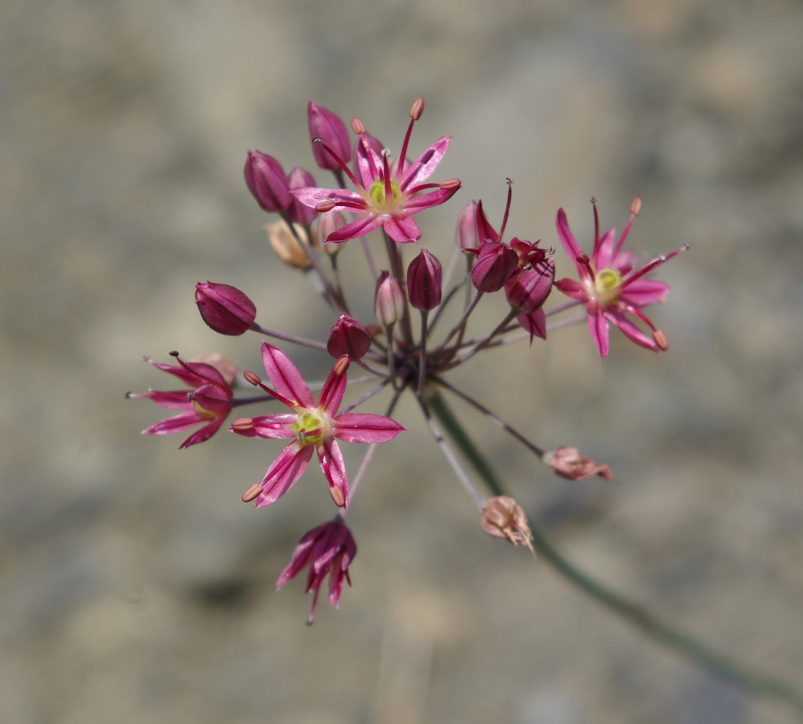 Image of Allium samurense specimen.