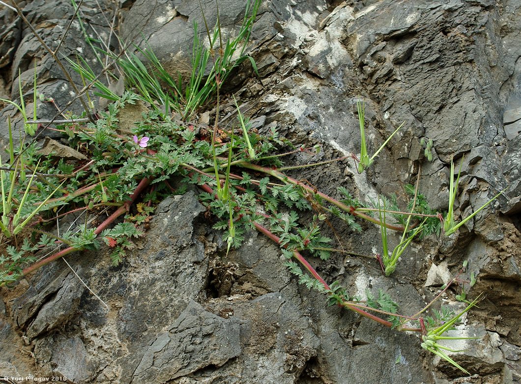 Изображение особи Erodium cicutarium.