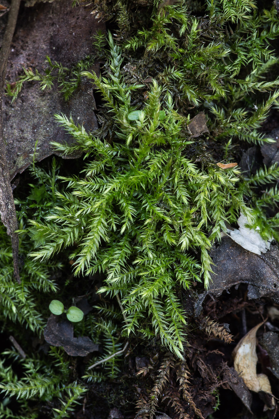 Image of class Bryopsida specimen.