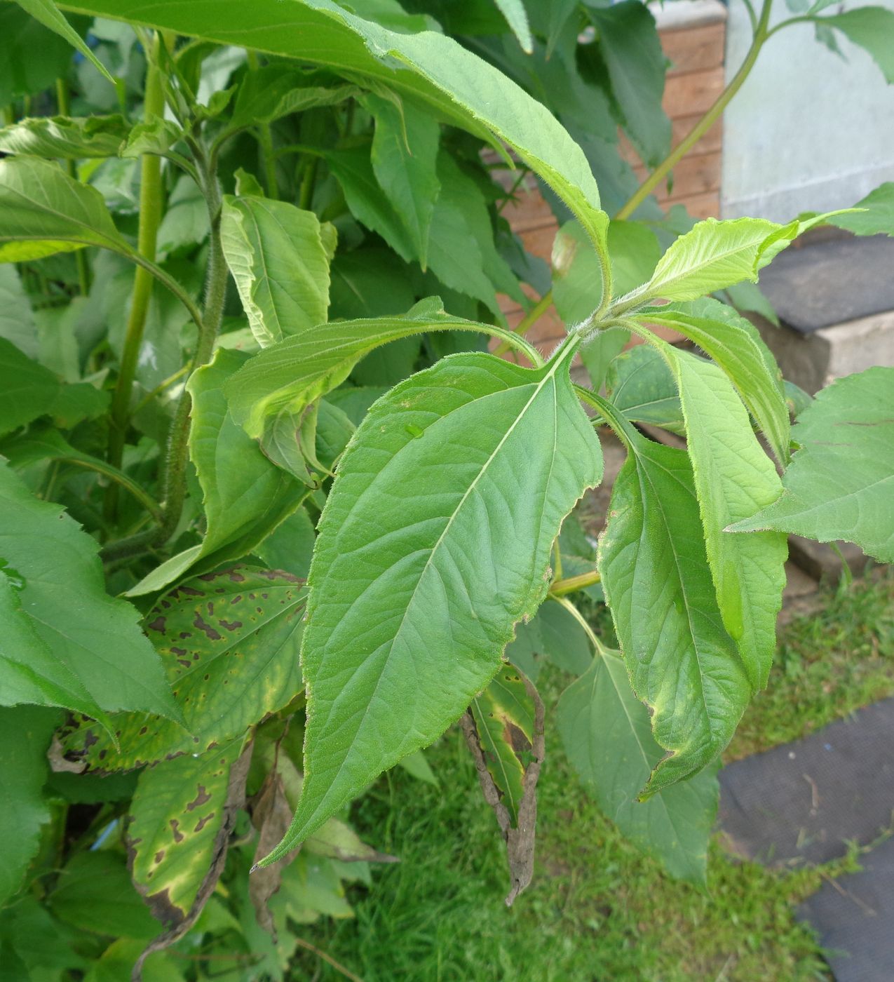 Image of Helianthus tuberosus specimen.