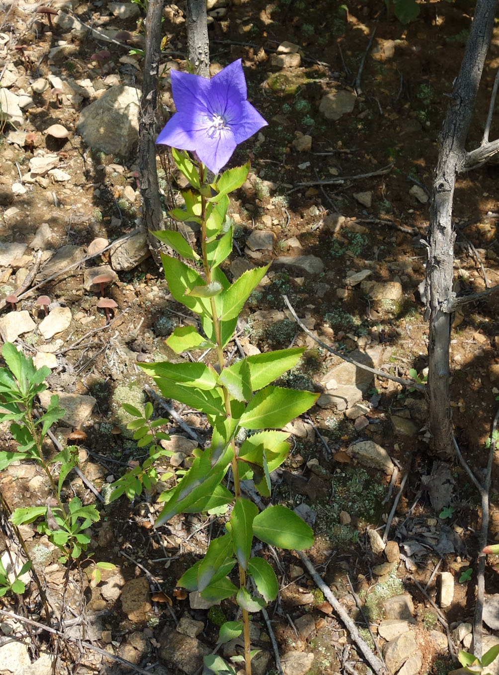 Изображение особи Platycodon grandiflorus.