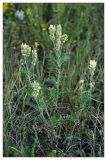 Oxytropis pilosa