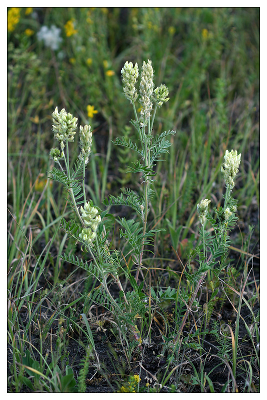 Изображение особи Oxytropis pilosa.