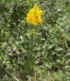 Lysimachia verticillaris