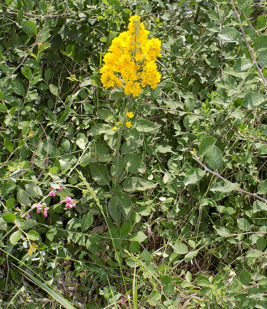 Image of Lysimachia verticillaris specimen.