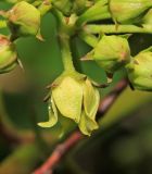 Cynanchum wilfordii