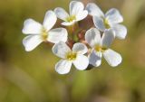 Arabidopsis petraea. Цветки. Красноярский край, г. Норильск, окр. р-на Талнах, на склоне горы. 13.06.2020.