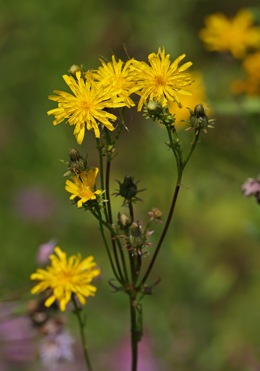 Image of Picris hieracioides specimen.