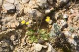 семейство Asteraceae. Цветущее растение. Португалия, Sintra-Cascais Natural Park, Duna Da Cresmina, скальные обнажения. 2 апреля 2018 г.