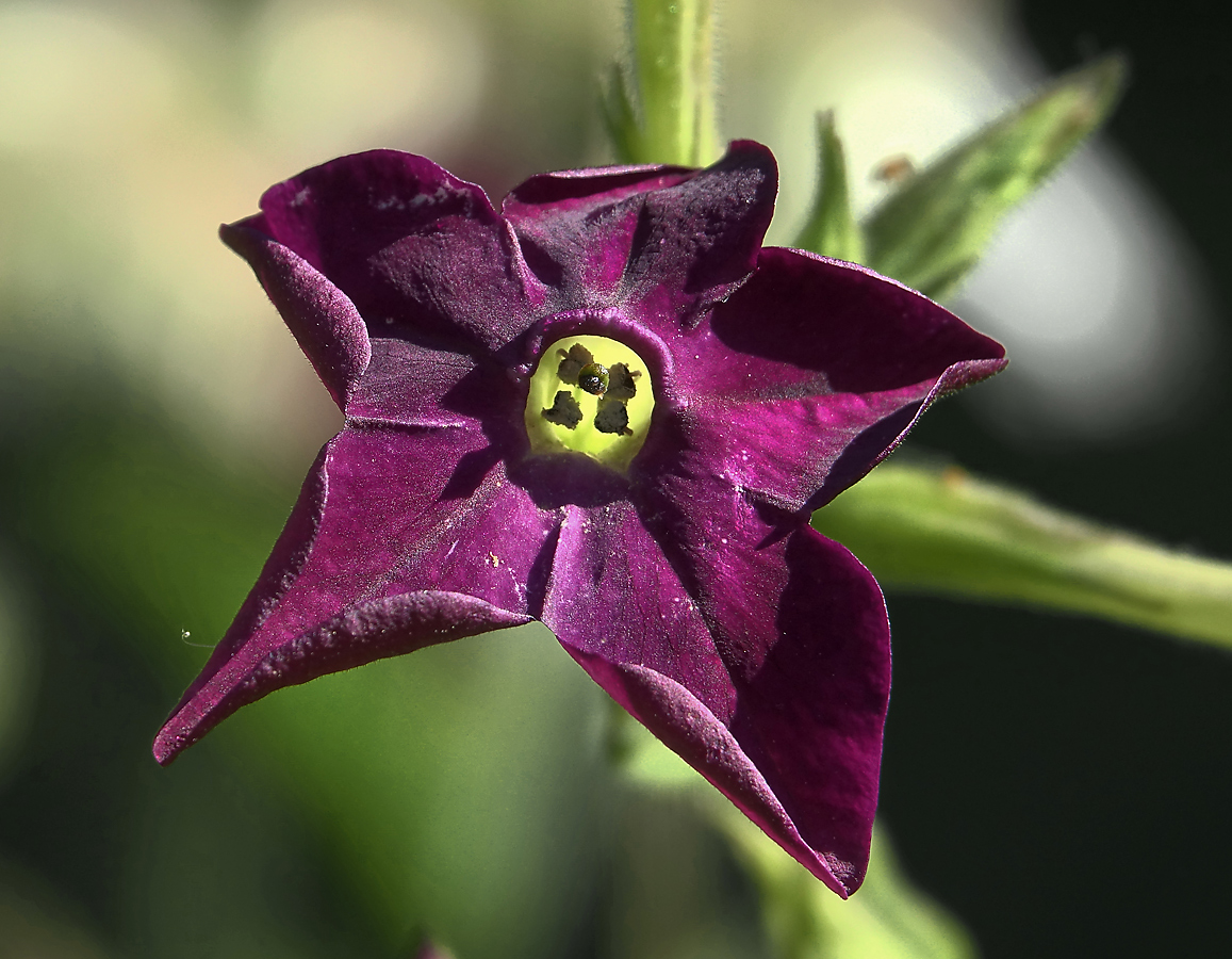 Изображение особи Nicotiana alata.