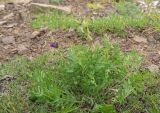 Oxytropis adamsiana