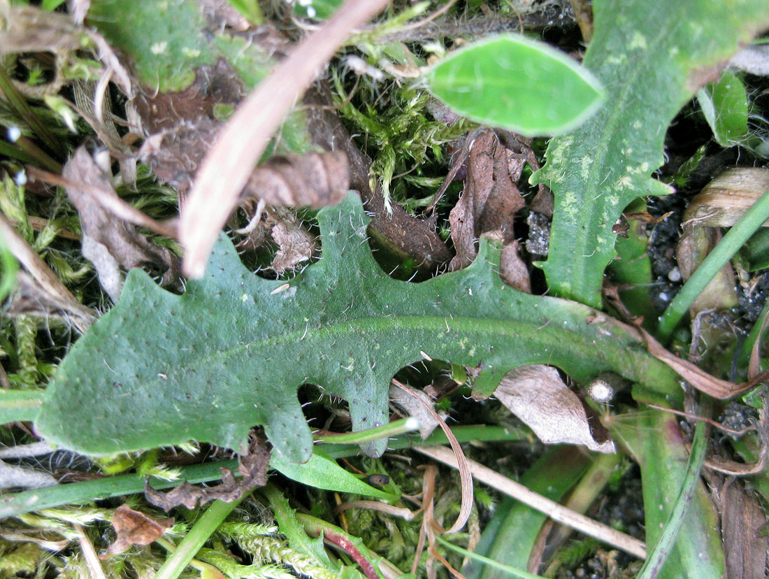 Image of Hypochaeris radicata specimen.