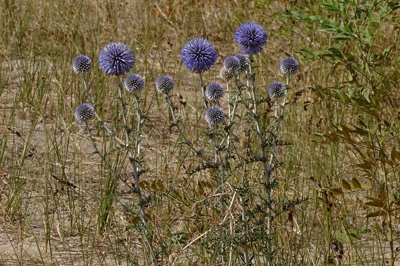 Image of Echinops biebersteinii specimen.