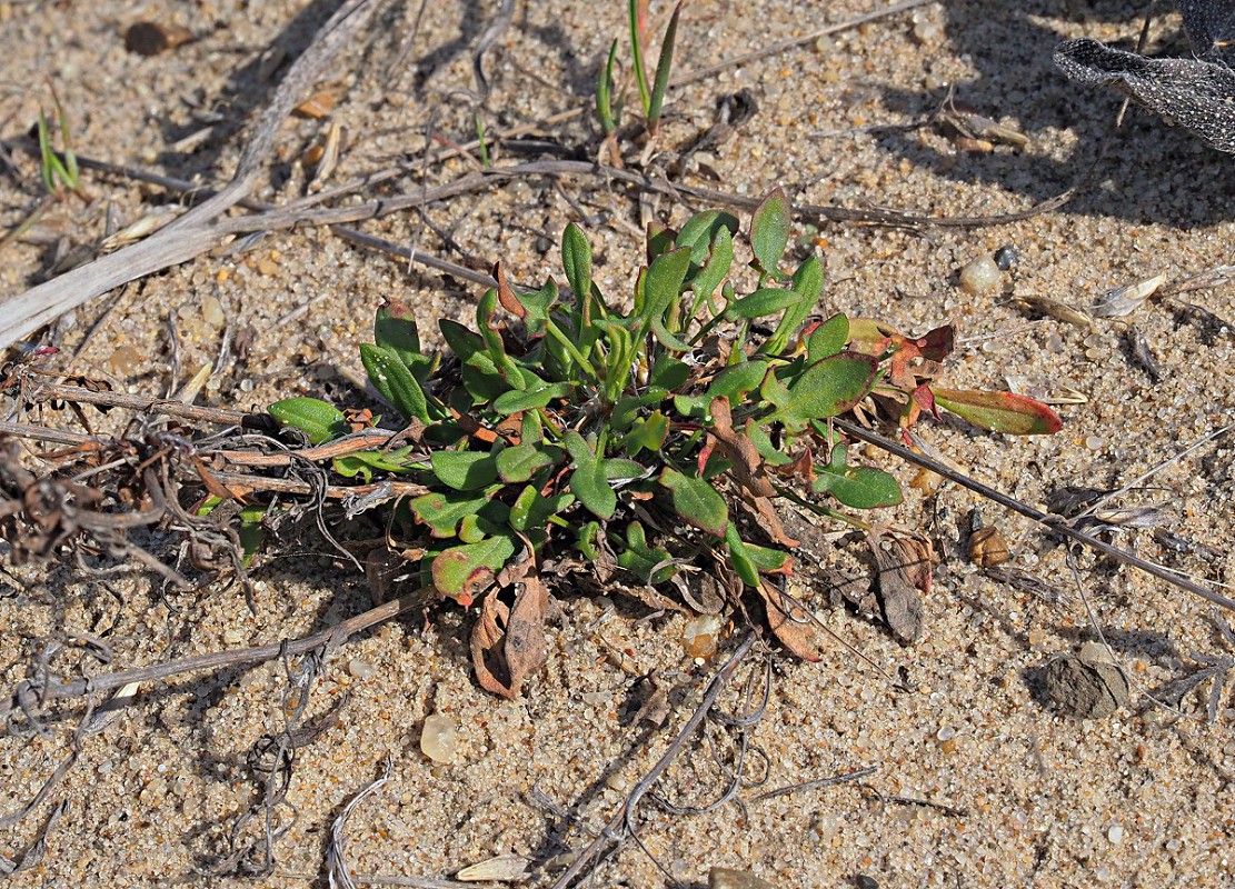 Image of Rumex acetosella specimen.