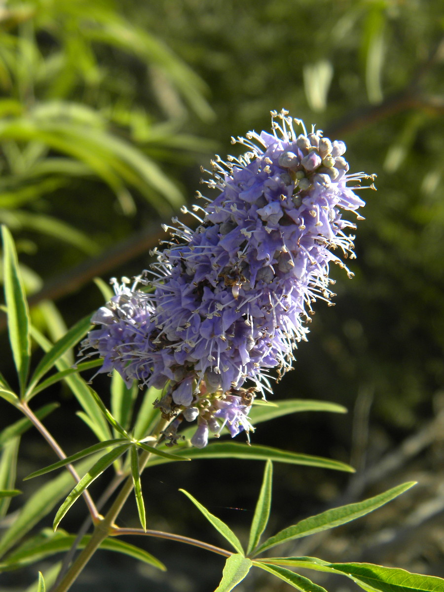 Image of Vitex agnus-castus specimen.