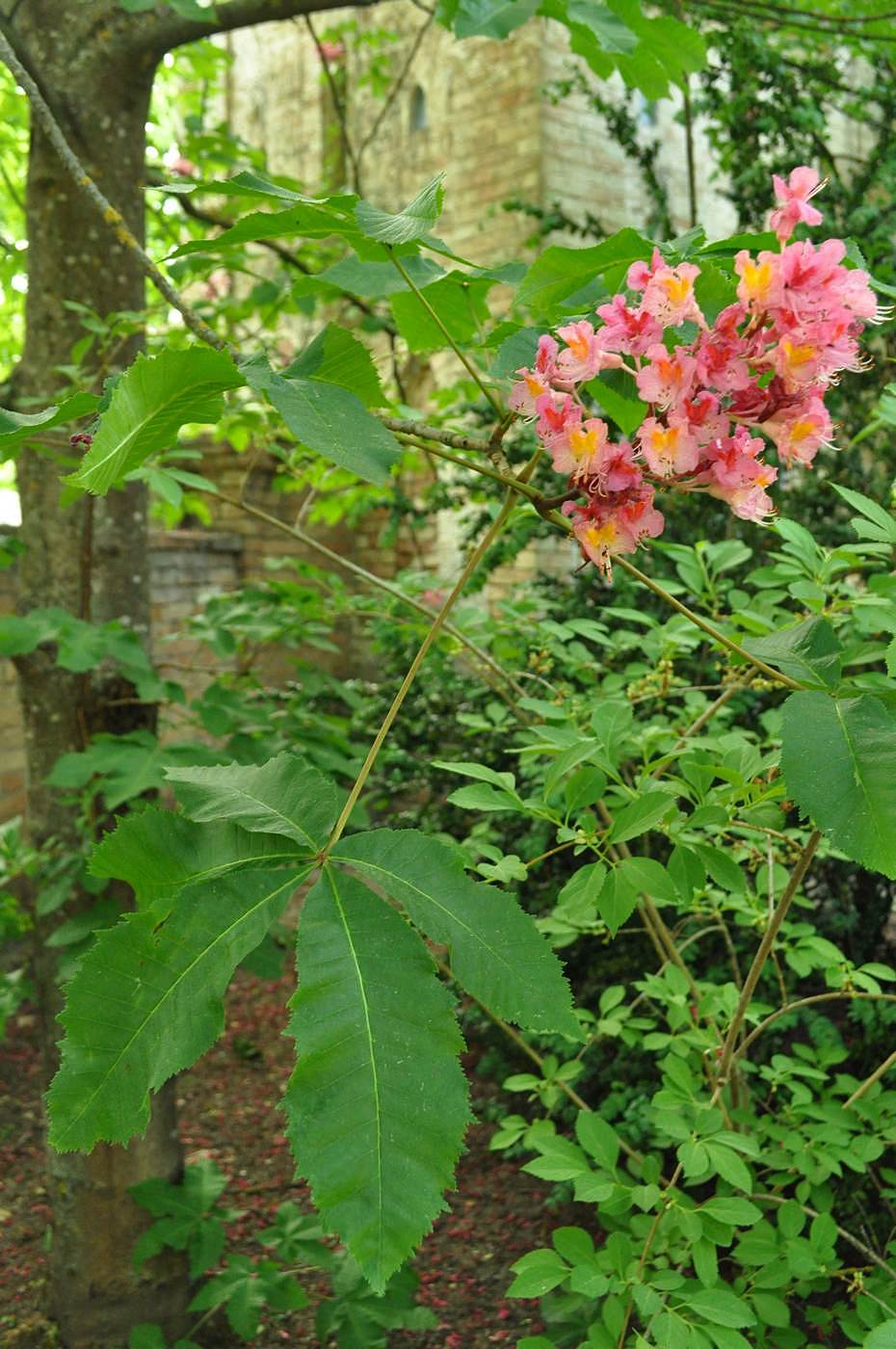 Image of Aesculus &times; carnea specimen.