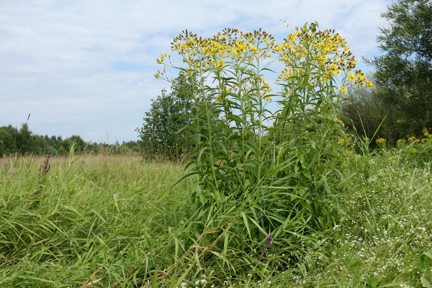 Изображение особи Senecio paludosus.