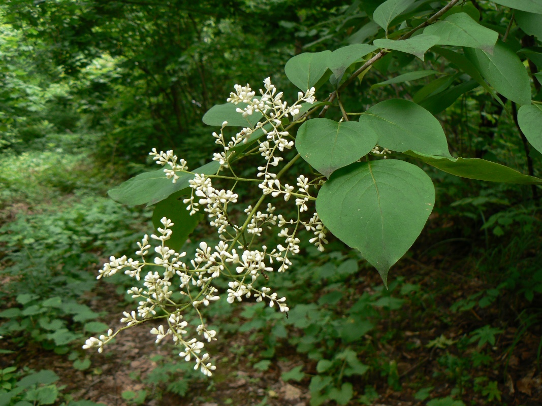 Image of Syringa amurensis specimen.