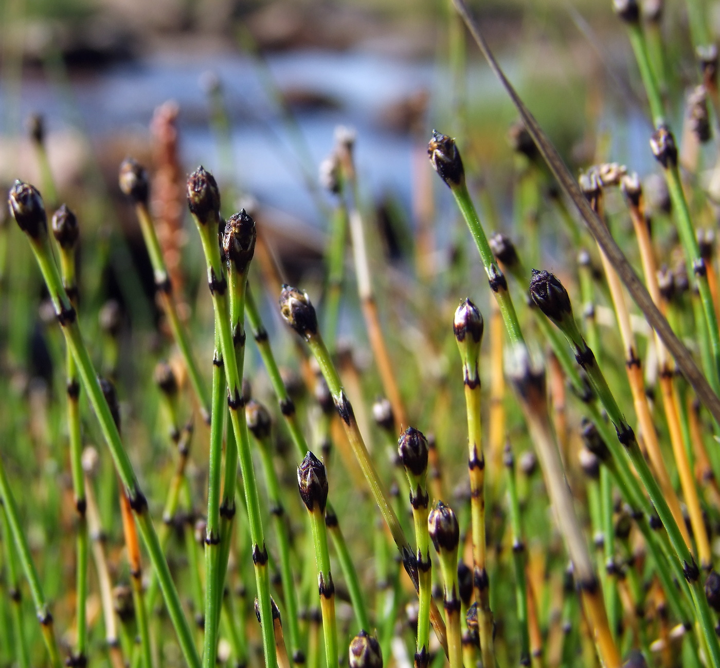 Image of Equisetum variegatum specimen.