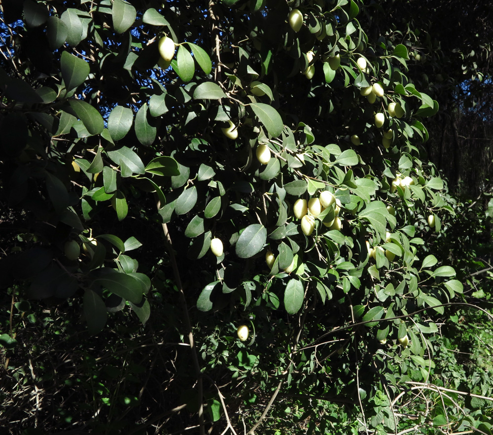 Image of genus Elaeodendron specimen.