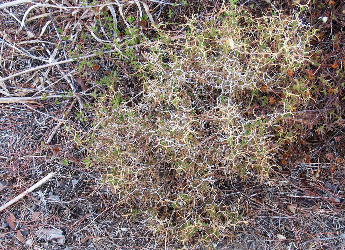 Изображение особи Sarcopoterium spinosum.