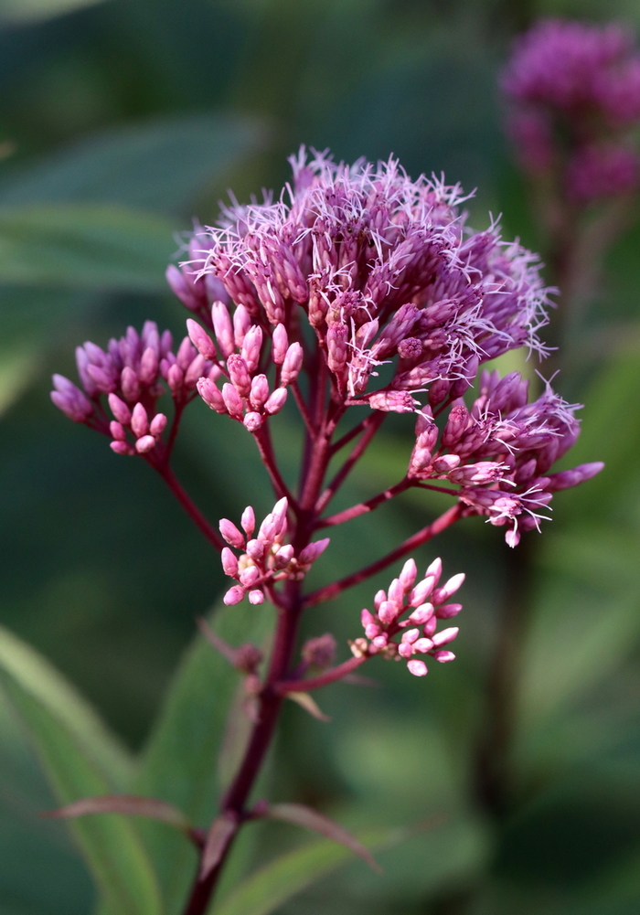 Image of Eupatorium purpureum specimen.