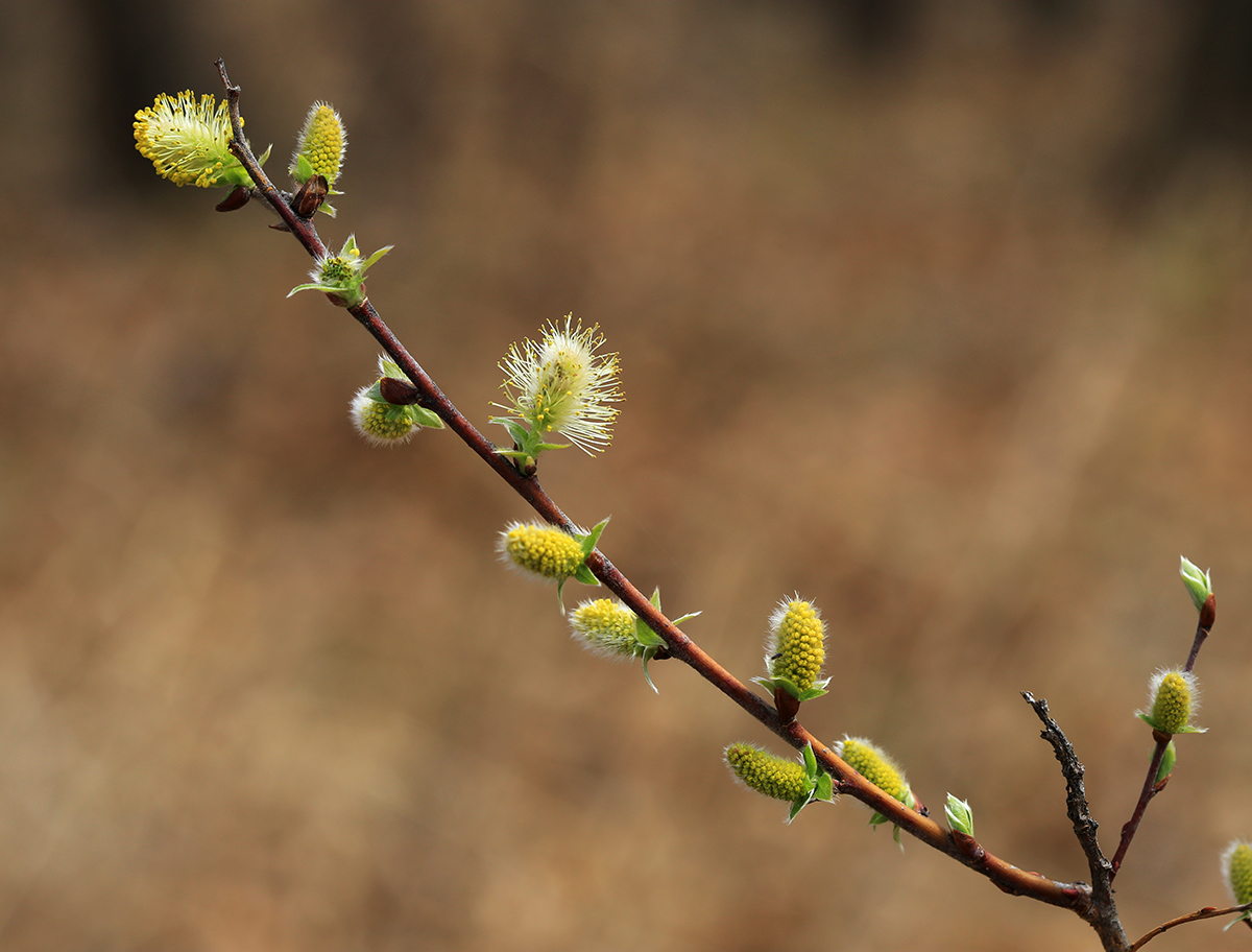 Изображение особи Salix bebbiana.