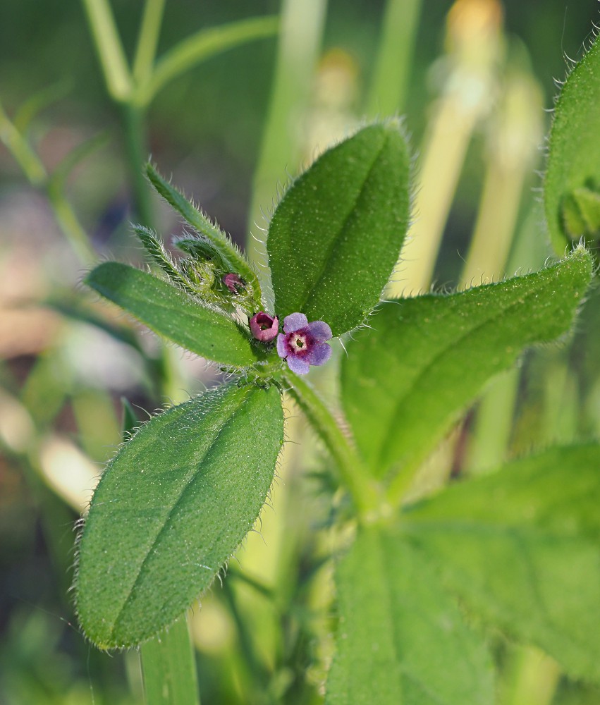 Image of Asperugo procumbens specimen.