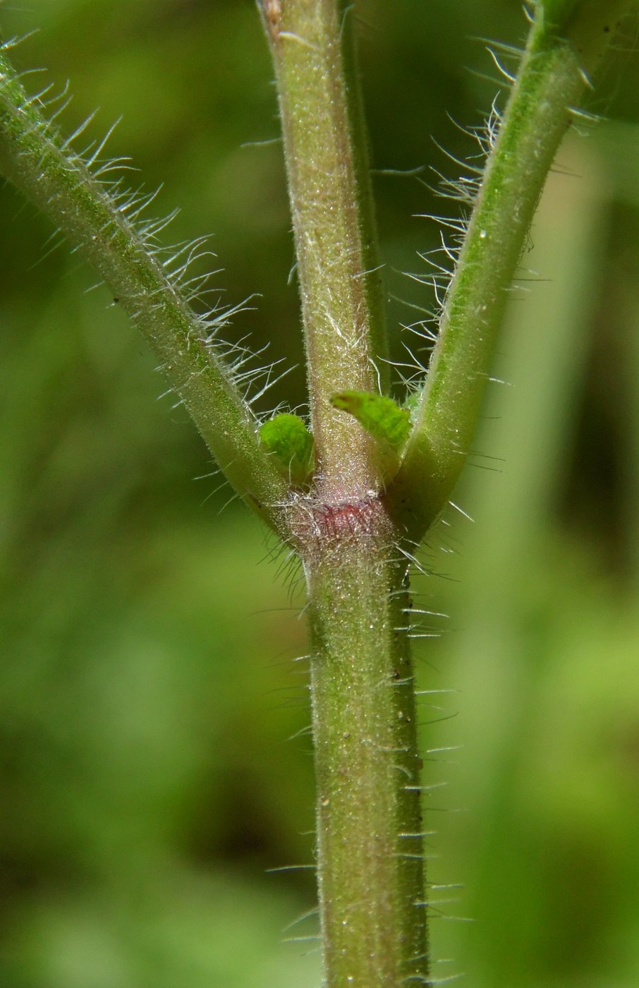 Image of Drymosiphon grandiflorus specimen.