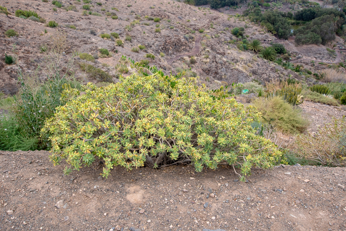 Изображение особи Euphorbia balsamifera.