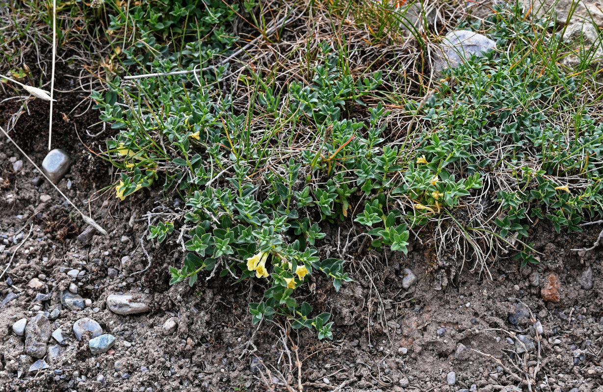 Image of Lonicera semenovii specimen.