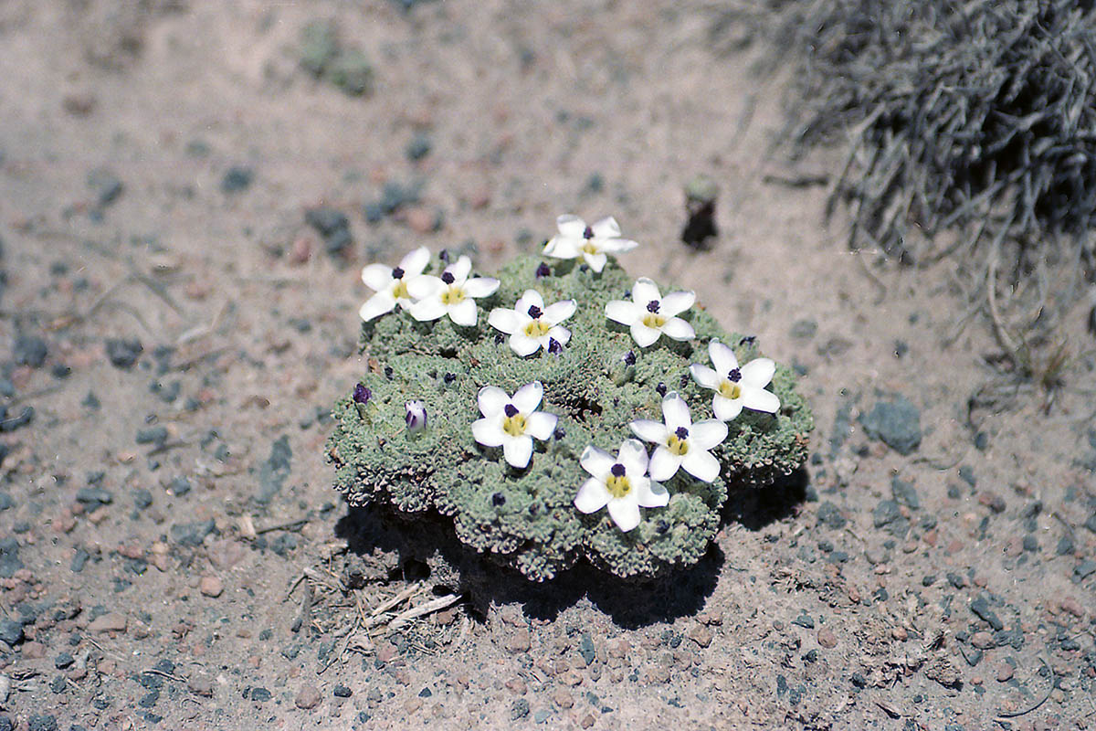 Image of genus Nototriche specimen.