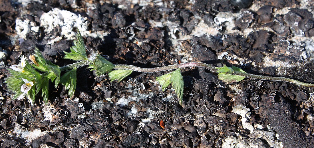 Image of Euphrasia frigida specimen.