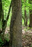 Hedera pastuchovii. Основание ствола с придаточными корнями на стволе дерева. Дагестан, Магарамкентский р-н, Самурский лес, широколиственный лес. 05.05.2022.