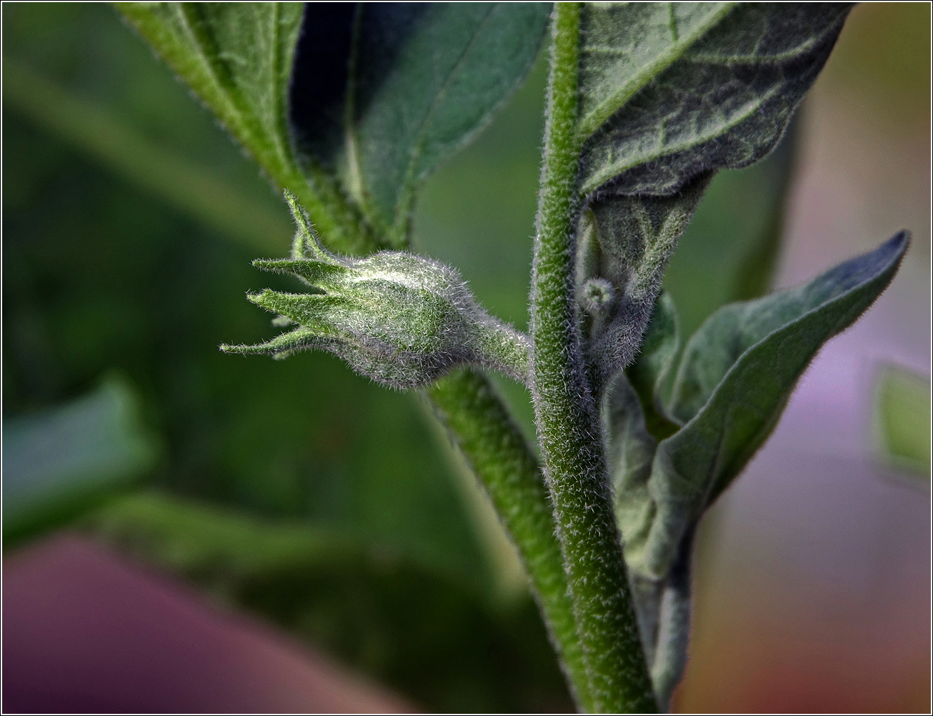 Image of Solanum melongena specimen.