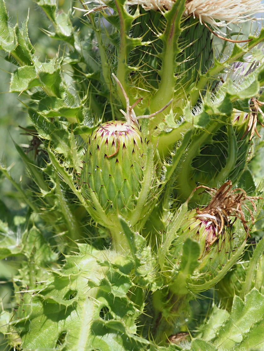 Image of Cirsium roseolum specimen.