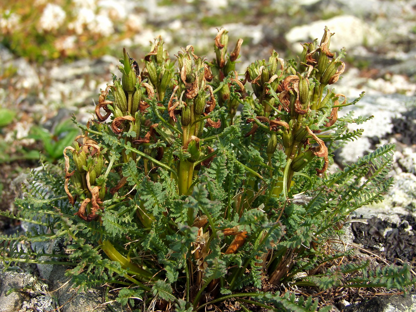 Image of Pedicularis ochotensis specimen.