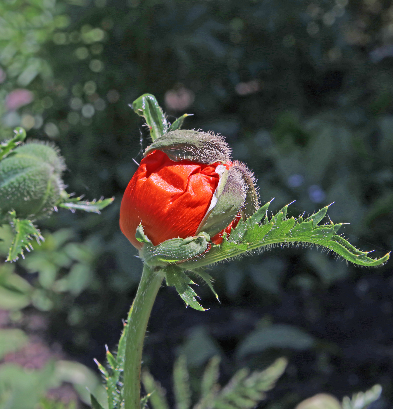 Image of Papaver setiferum specimen.