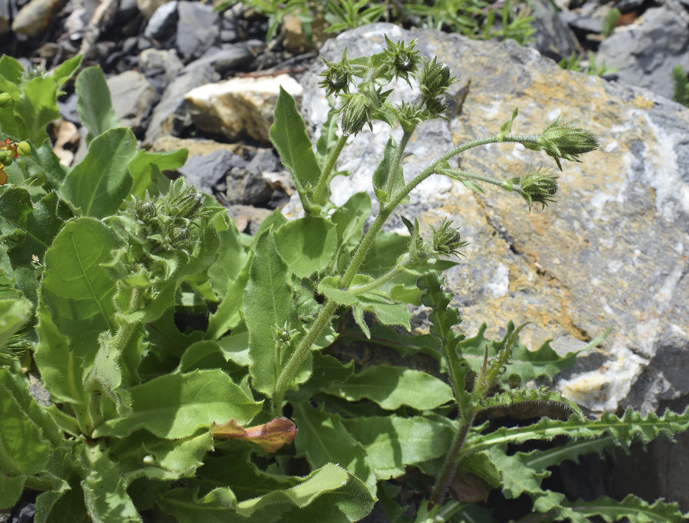 Изображение особи Hieracium amplexicaule.