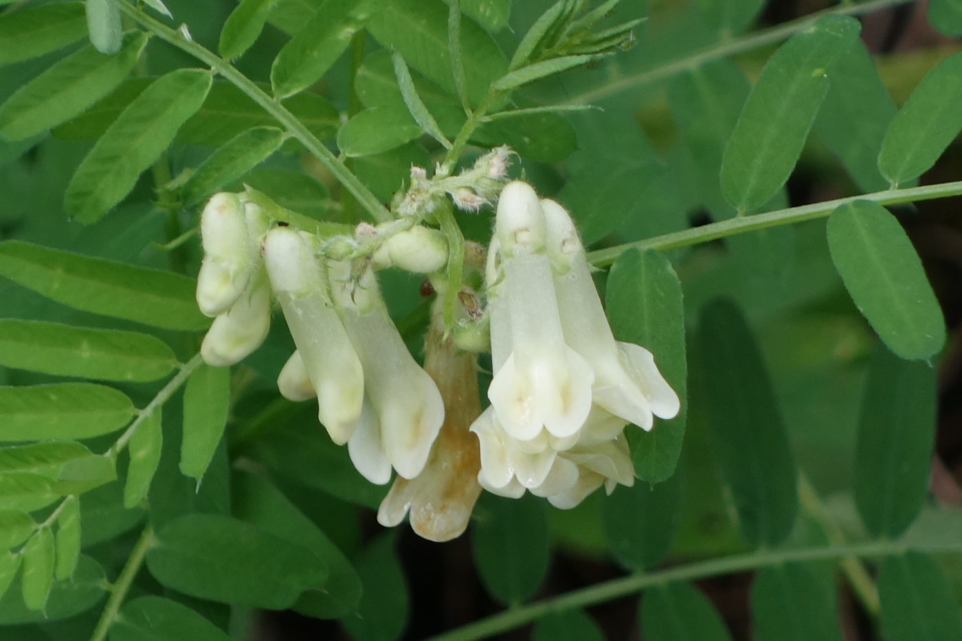 Image of Vicia balansae specimen.