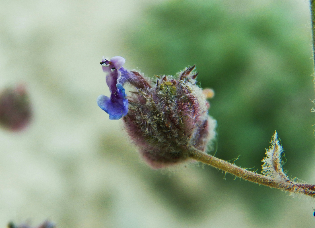 Изображение особи Nepeta floccosa.