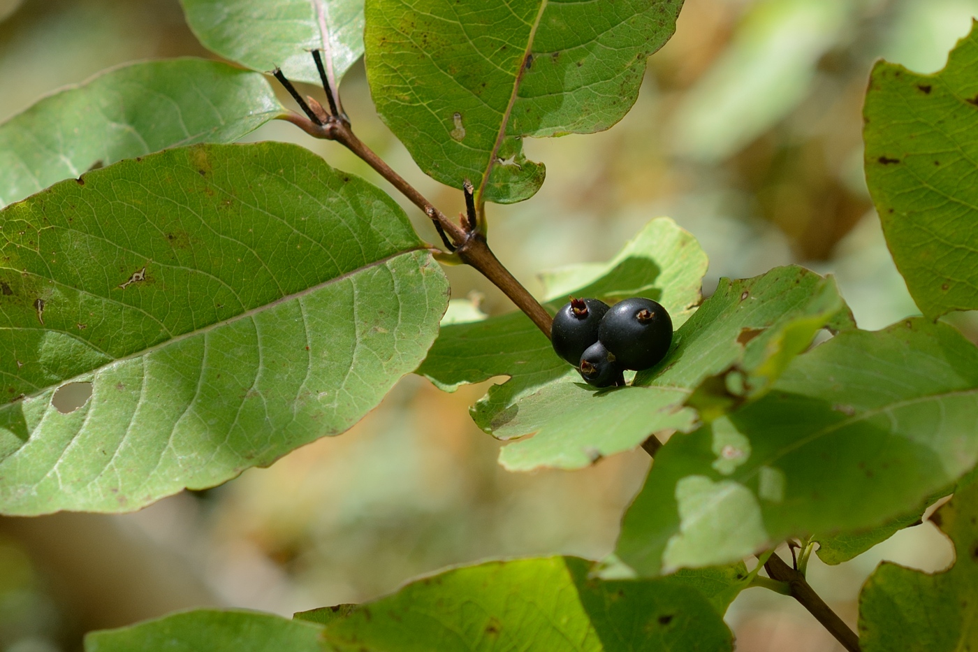 Image of Lonicera orientalis specimen.