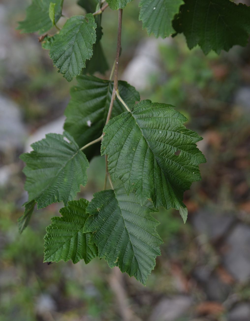 Изображение особи Alnus incana.