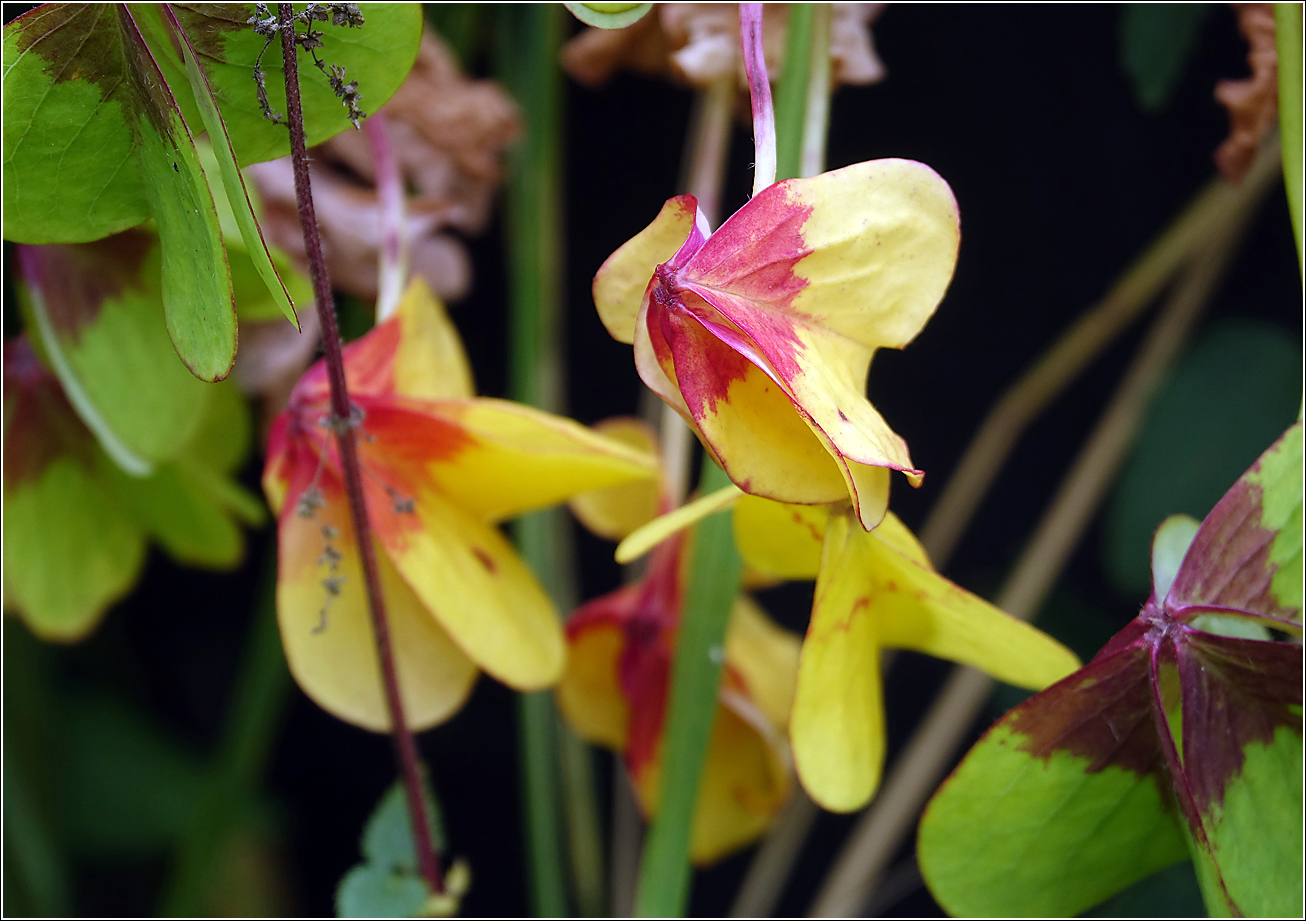 Изображение особи Oxalis tetraphylla.