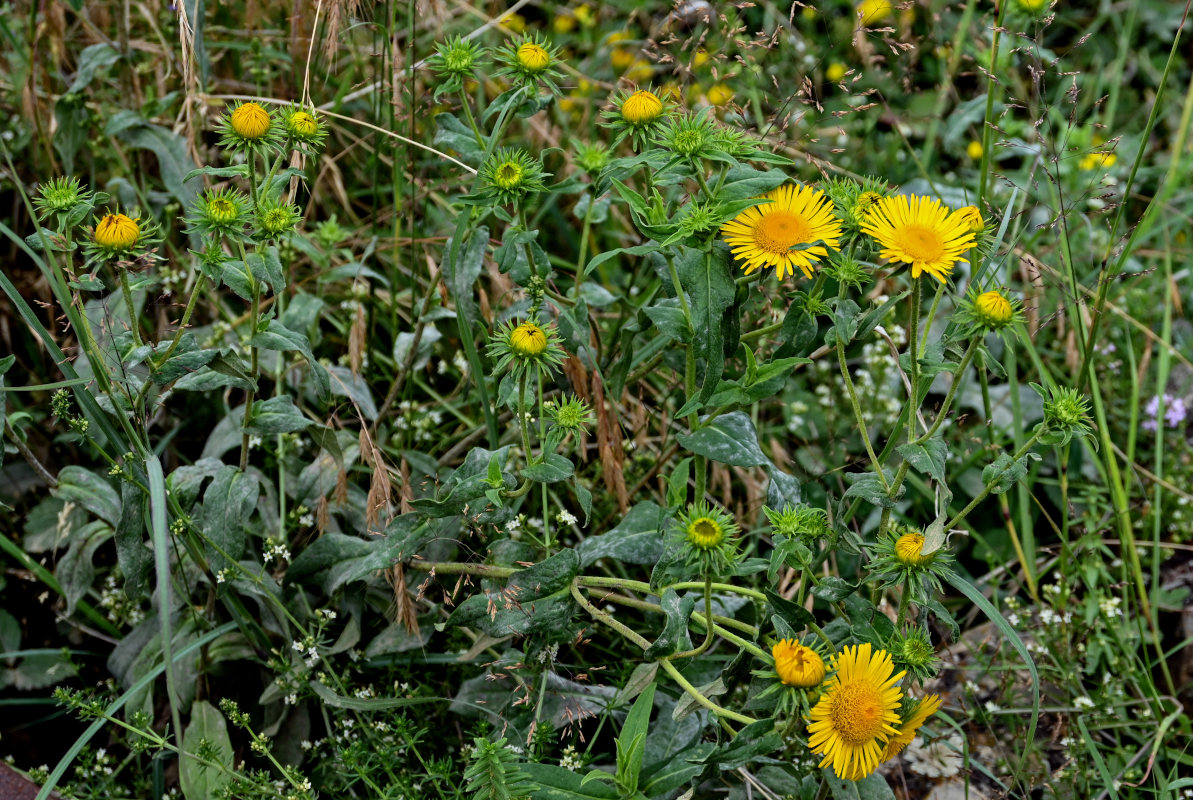 Image of Inula britannica specimen.