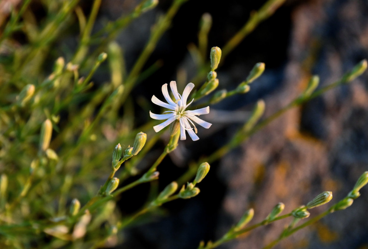 Image of Silene altaica specimen.